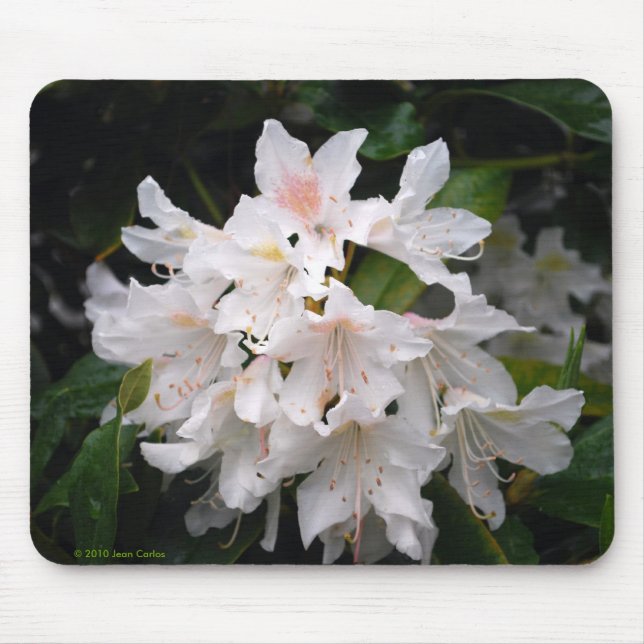 VitRhododendron Mousepad Musmatta (Framsidan)