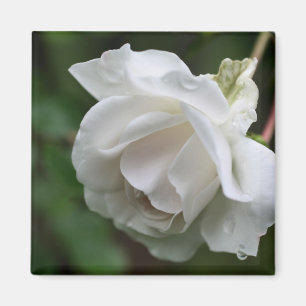 Vitrösblomfotografering Magnet