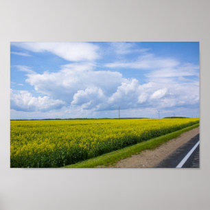 Vitryssland Vägen Rapsfält Blommor Himmel Poster