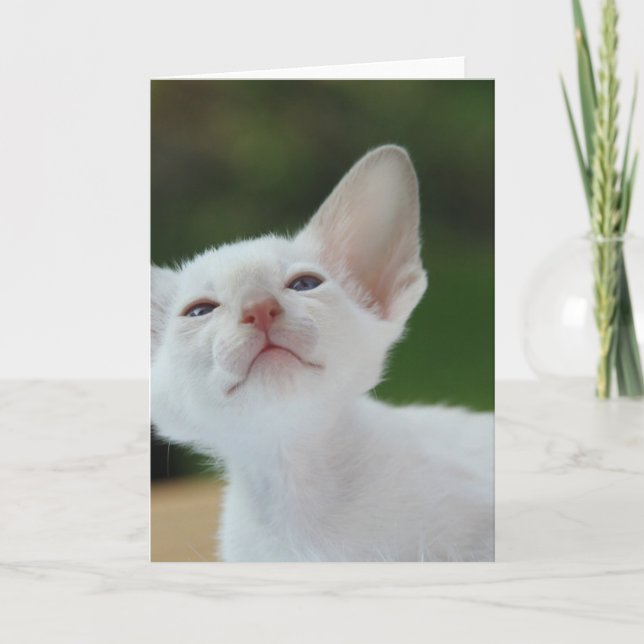 Vitsiamesisk kattunge kort (Framsida)