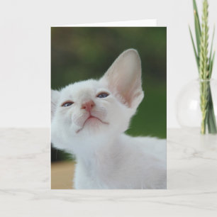 Vitsiamesisk kattunge kort
