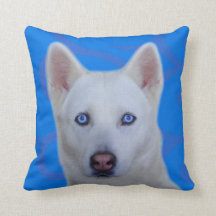 Vitsiberian husky