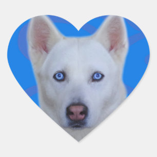 Vitsiberian huskyklistermärke (blåttbakgrund) hjärtformat klistermärke