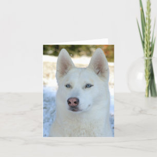 Vitsiberian huskynotecard eller hälsningkort kort