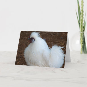 VitSilkie höna Kort