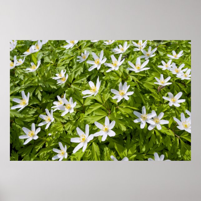 Vitsippa Poster (Framsidan)