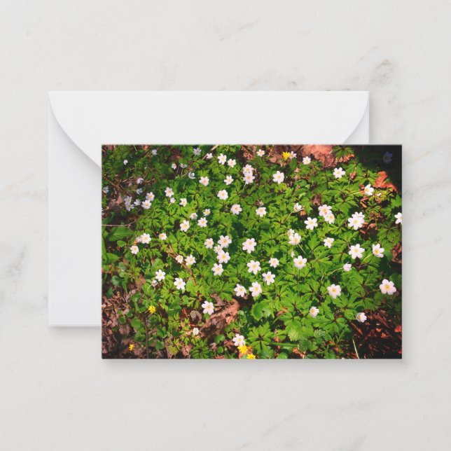 Vitsippa, vacker vit vårblomma anteckningskort (Framsida)
