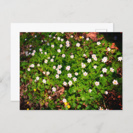 Vitsippa, vacker vit vårblomma vykort