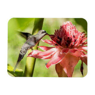 Vitskäggig Hermit Small Magnet