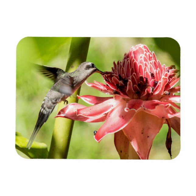 Vitskäggig Hermit Small Magnet (Horisontell)