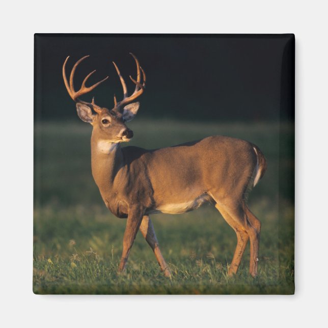 Vitskalig Hjort | Choke Canyon State Park, TX Magnet (Framsidan)