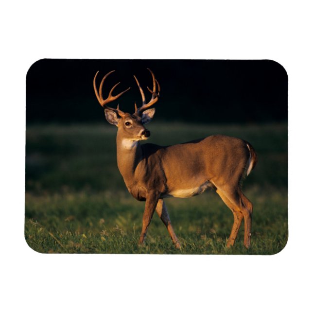 Vitskalig Hjort | Choke Canyon State Park, TX Magnet (Horisontell)