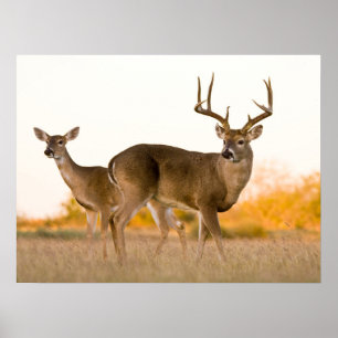 Vitskalig Hjort Hösten i Texas Poster
