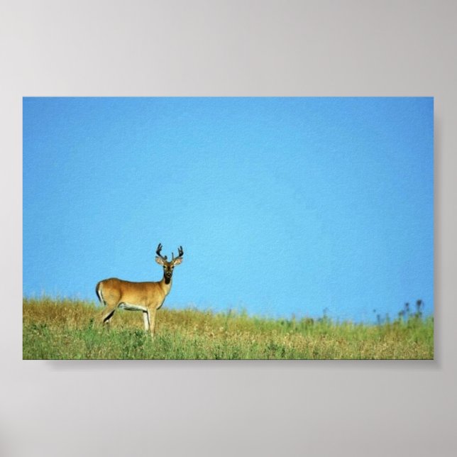 Vitskalig hjort poster (Framsidan)