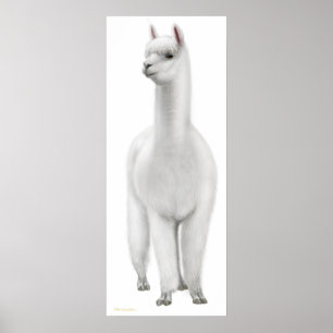 Vitskript Poster