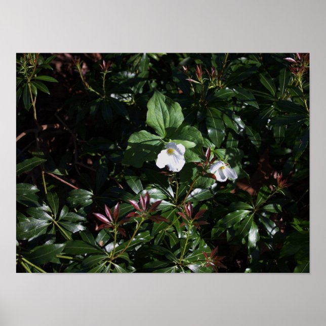 Vitsnäckor Poster (Framsidan)