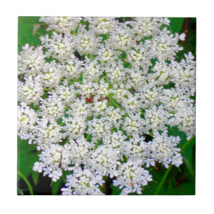 Vitsnörevanlig hortensia kakelplatta