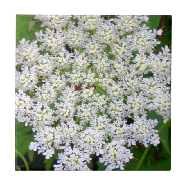 Vitsnörevanlig hortensia kakelplatta (Framsidan)