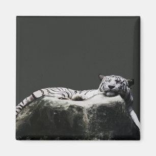 Vitsnötiger - stort sova för katt magnet