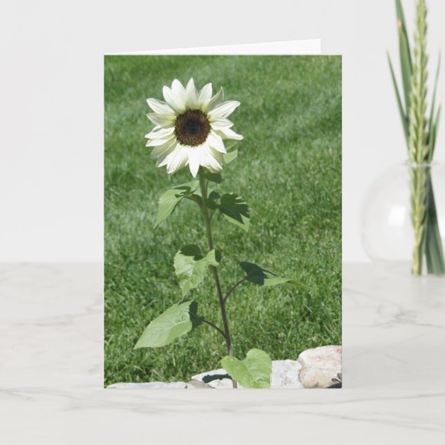 Vitsolrosblommor, Daisy, födelsedag Kort (Framsida)