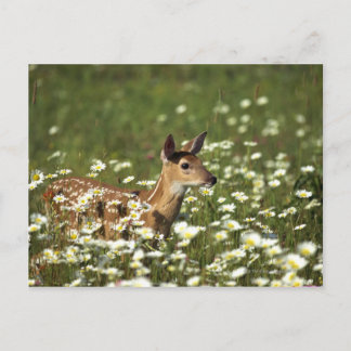 Vitstjärt hjort i fält av blommor, vykort
