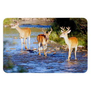 Vitstjärtad Buck Hjort Magnet