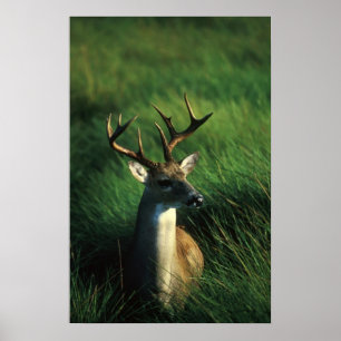 Vitstjärtad Buck Poster