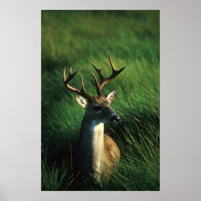 Vitstjärtad Buck Poster (Framsidan)