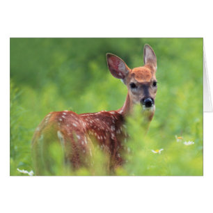 Vitstjärtad Hjort Fawn Hälsningskort