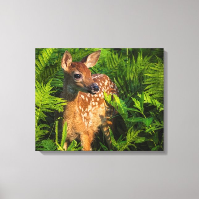 Vitstjärtad Hjort Fawn | Minnesota Canvastryck (Framsida)