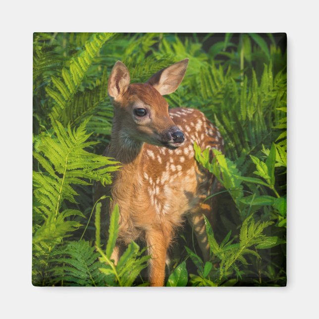 Vitstjärtad Hjort Fawn | Minnesota Magnet (Framsidan)
