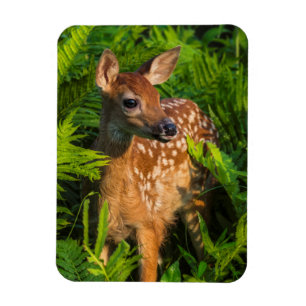 Vitstjärtad Hjort Fawn Minnesota Magnet