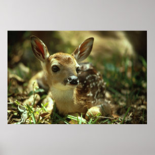 Vitstjärtad Hjort Fawn Poster