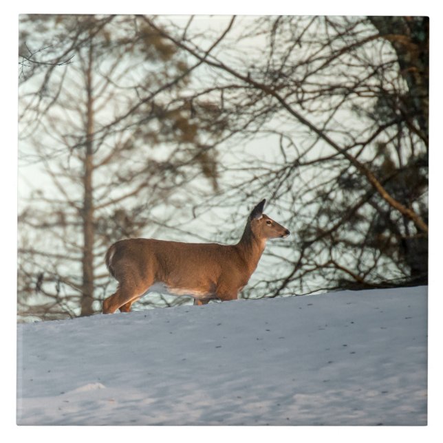 Vitstjärtad hjort kakelplatta (Framsidan)