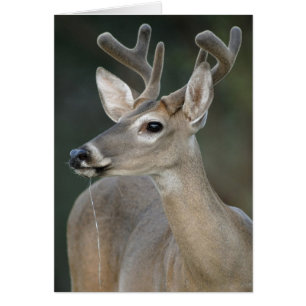 Vitstjärtad Hjort med Velvet Antlers Hälsningskort