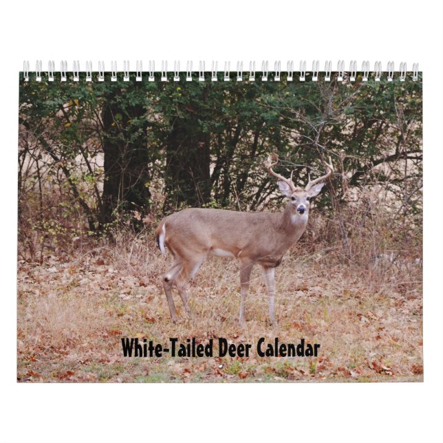 Vitstjärtad hjort Naturkalender Kalender (Omslag)