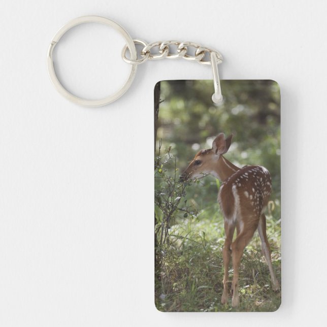 Vitstjärtad hjort, Odocoileus virginianus (Framsidan)