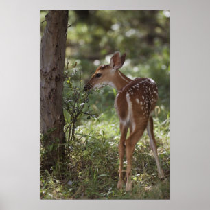 Vitstjärtad Hjort, Odocoileus virginianus, 2 Poster