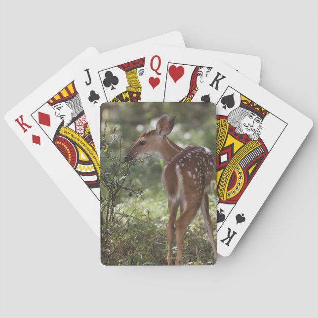 Vitstjärtad hjort, Odocoileus virginianus Casinokort (Baksidan)