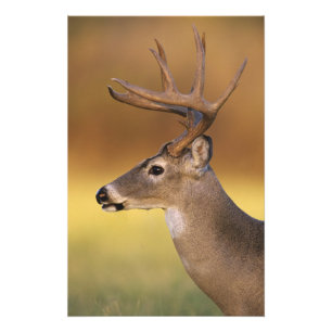 Vitstjärtad hjort, Odocoileus virginianus, Fototryck
