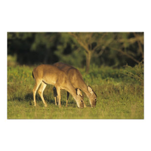 Vitstjärtad hjort, Odocoileus virginianus Fototryck