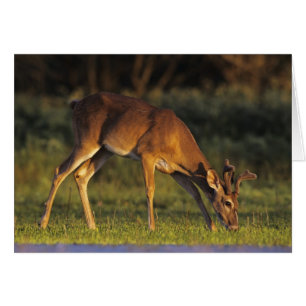 Vitstjärtad hjort, Odocoileus virginianus Hälsningskort