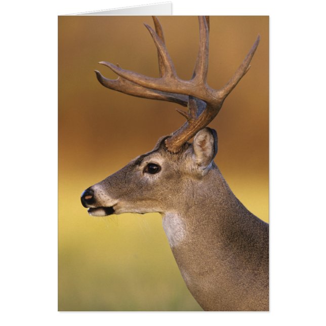 Vitstjärtad Hjort, Odocoileus virginianus Hälsningskort (Framsidan)