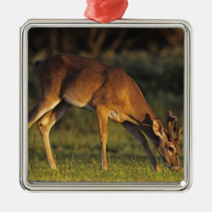 Vitstjärtad hjort, Odocoileus virginianus Julgransprydnad Metall