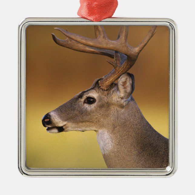Vitstjärtad hjort, Odocoileus virginianus, Julgransprydnad Metall (Framsidan)