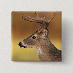 Vitstjärtad hjort, Odocoileus virginianus, Knapp