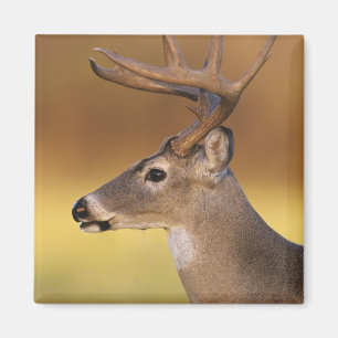 Vitstjärtad hjort, Odocoileus virginianus, Magnet