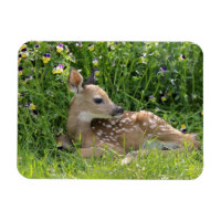 Vitstjärtad hjort (Odocoileus virginianus)