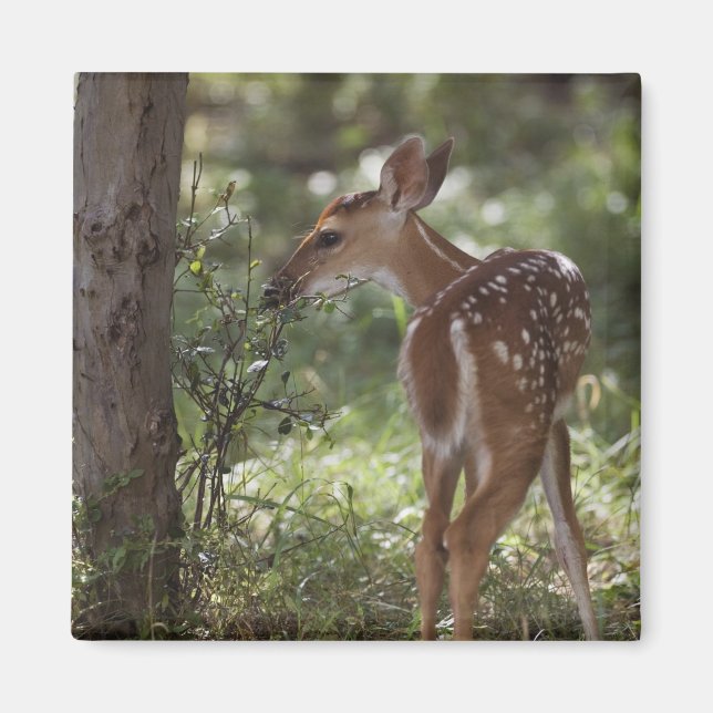 Vitstjärtad hjort, Odocoileus virginianus Magnet (Framsidan)