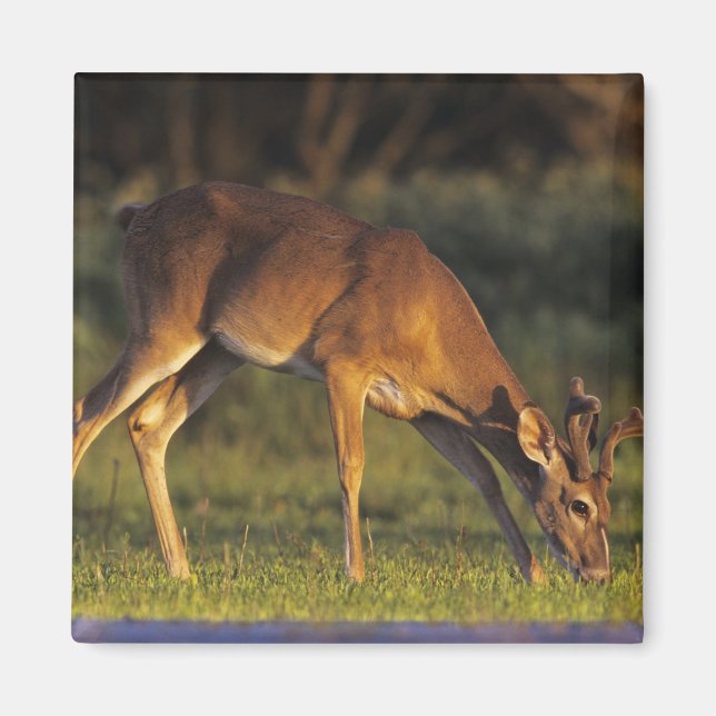 Vitstjärtad Hjort, Odocoileus virginianus Magnet (Framsidan)